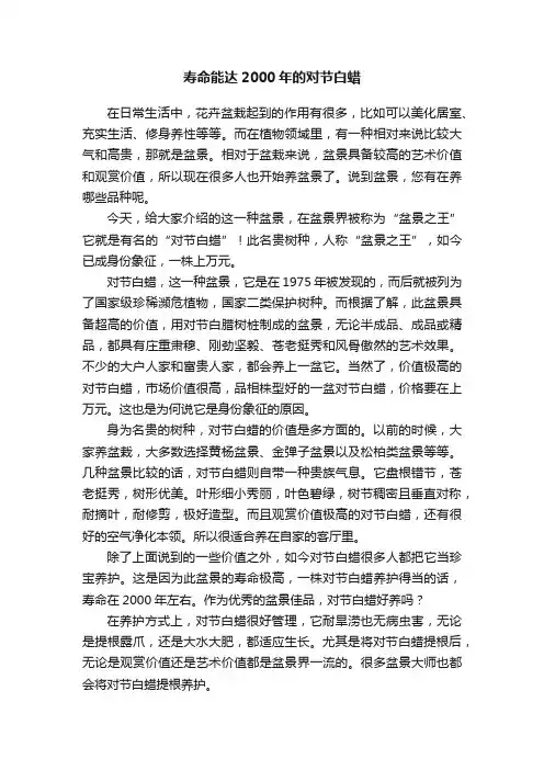 寿命能达2000年的对节白蜡