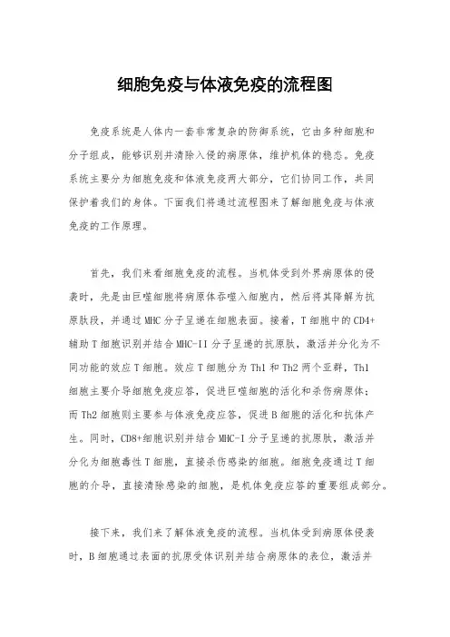 细胞免疫与体液免疫的流程图