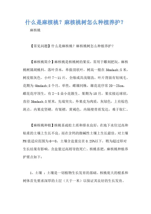 什么是麻核桃？麻核桃树怎么种植养护？