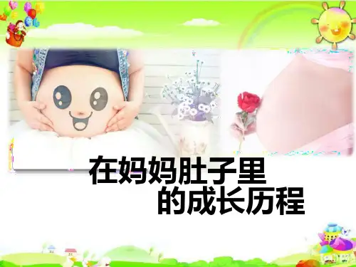 在妈妈肚子里的成长历程-z