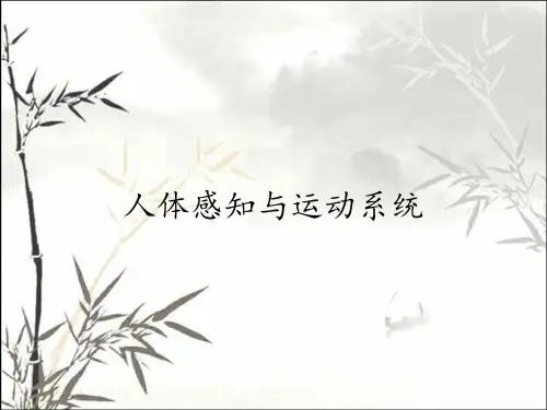 人体感知与运动系统
