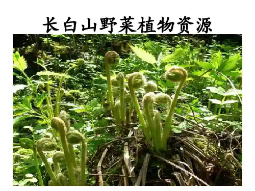 长白山野菜植物资源