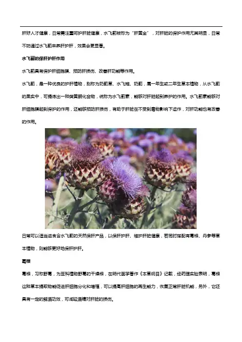 呵护肝脏,不妨试试水飞蓟!