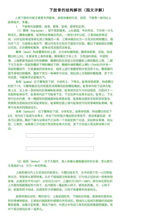下肢骨的结构解剖（图文详解）