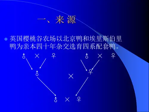 樱桃谷肉种鸭的饲养管理