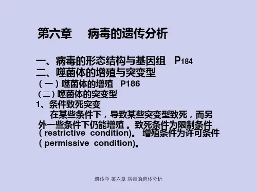 遗传学第六章 病毒的遗传分析课件