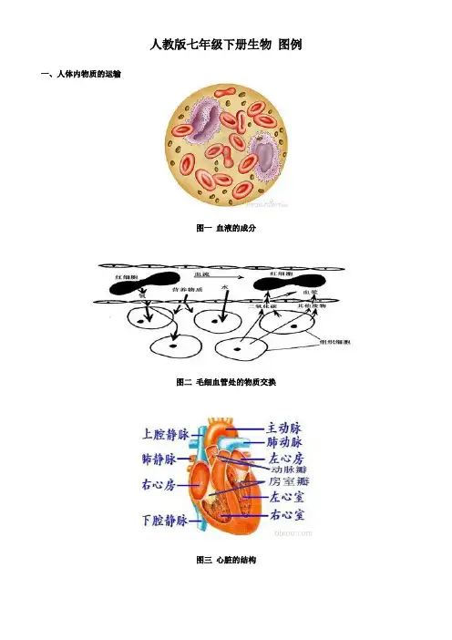 七年级下册生物图例