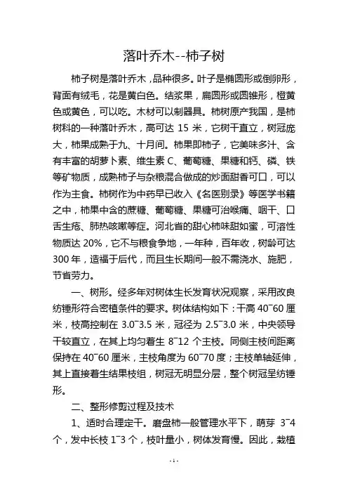 落叶乔木柿子树