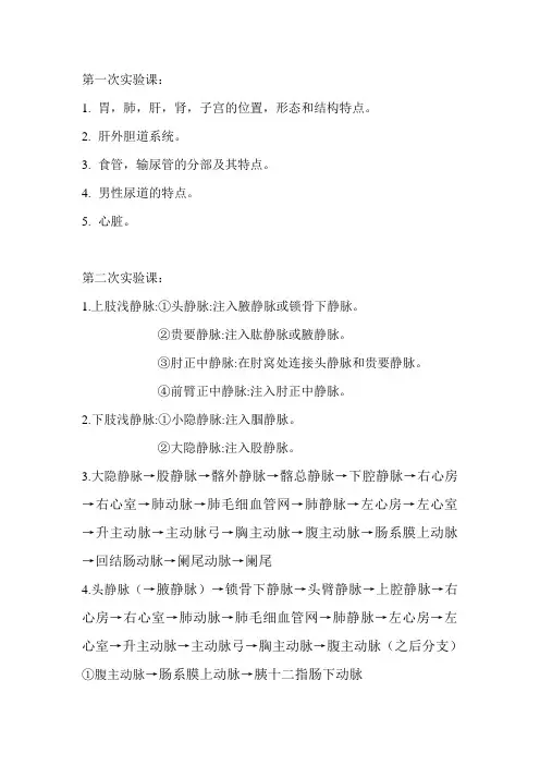 系统解剖学实验课内容