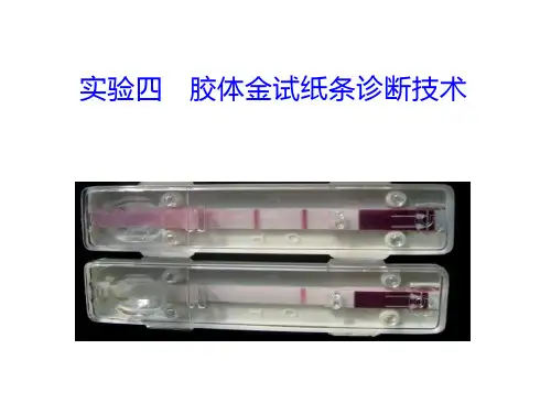 实验四胶体金试纸条检测技术PPT