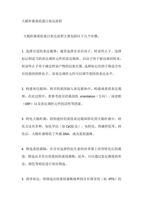 大肠杆菌重组蛋白表达流程
