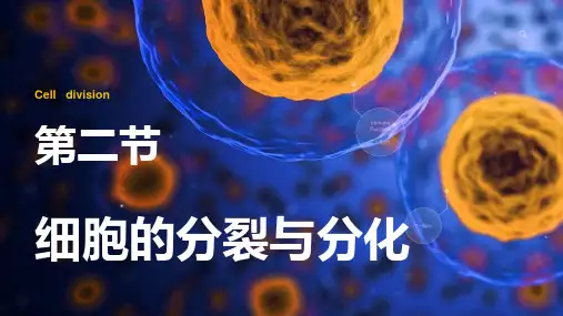 细胞的分裂与分化七年级上册生物高效优质课件(济南版)