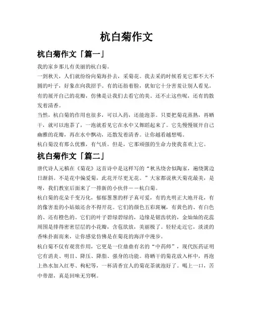 杭白菊作文