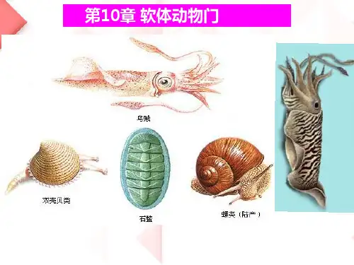 软体动物