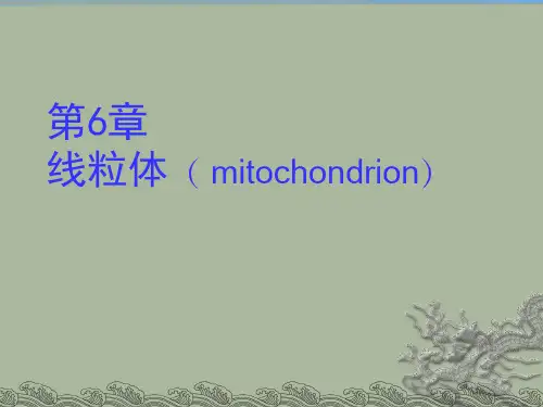 第6章 线粒体