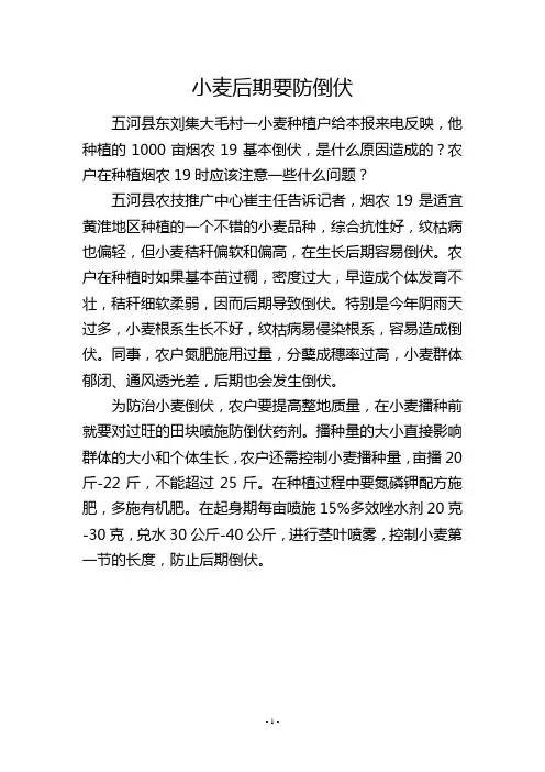 小麦后期要防倒伏