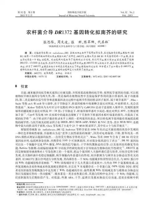 农杆菌介导DR1372基因转化拟南芥的