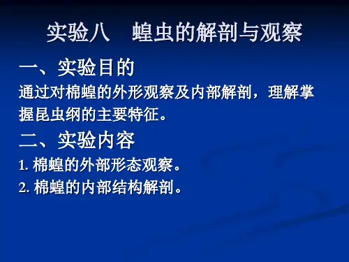 05蝗虫解剖与观察.