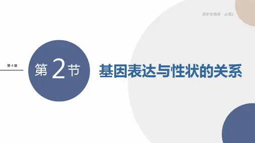 新教材-高中生物学-RJ-必修2第4章- 第2节