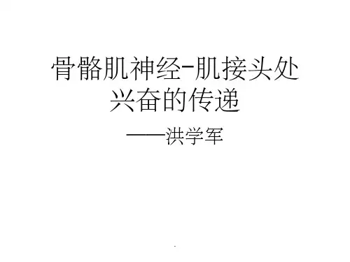 骨骼肌神经-肌接头处兴奋的传递
