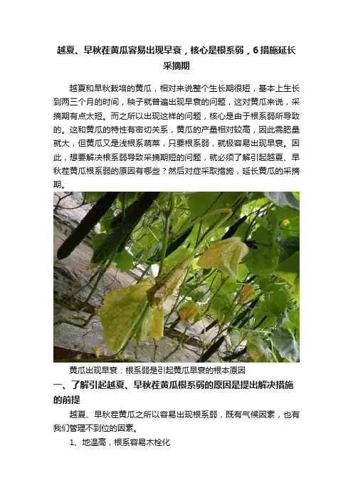 越夏、早秋茬黄瓜容易出现早衰，核心是根系弱，6措施延长采摘期