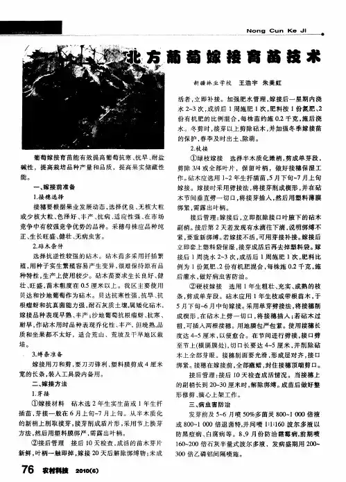 北方葡萄嫁接育苗技术