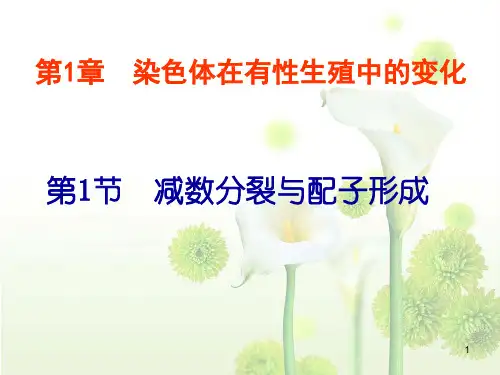 减数分裂及练习ppt课件