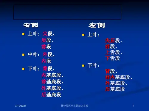 肺分段医疗主题知识宣教培训课件