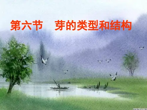 芽的类型和结构PPT教学课件