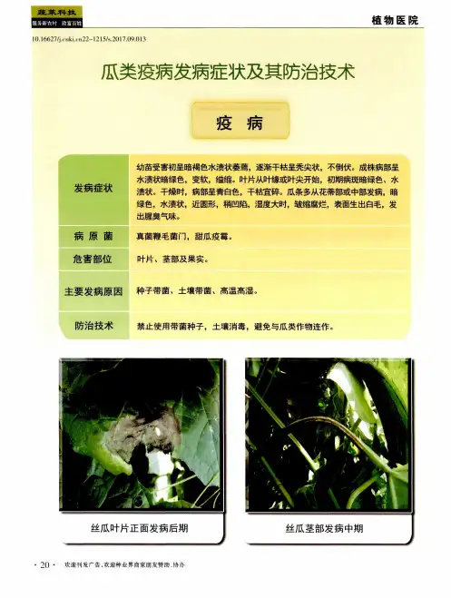 瓜类疫病发病症状及其防治技术
