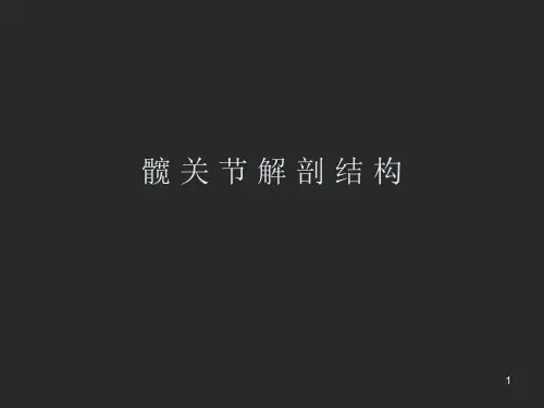 髋关节解剖ppt课件