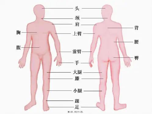 奇妙的人体资料6941