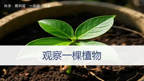 《观察一棵植物》ppt课件