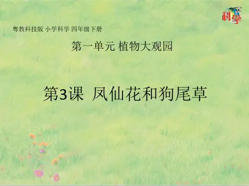 四年级下册第3课《凤仙花与狗尾草》教学课件