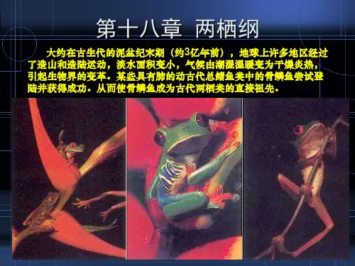 6、两栖纲和爬行纲