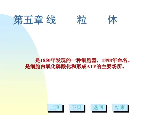 细胞生物学线粒体(生物医学工程)