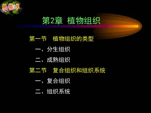 第三章第二节植物组织ppt课件