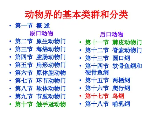 11-17鸟类