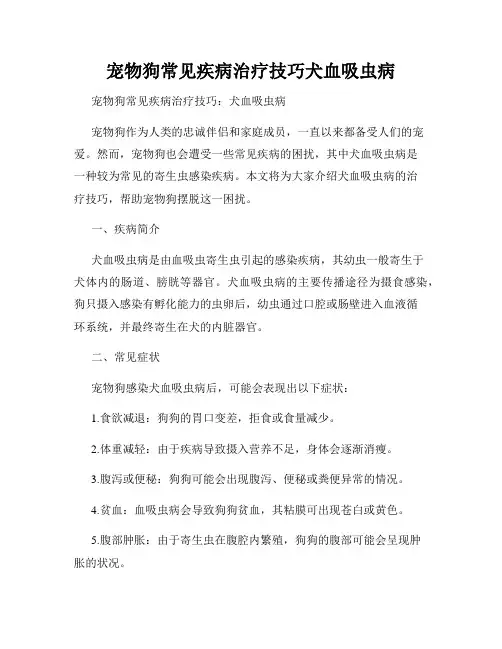 宠物狗常见疾病治疗技巧犬血吸虫病