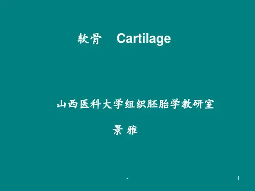 软骨组织ppt课件