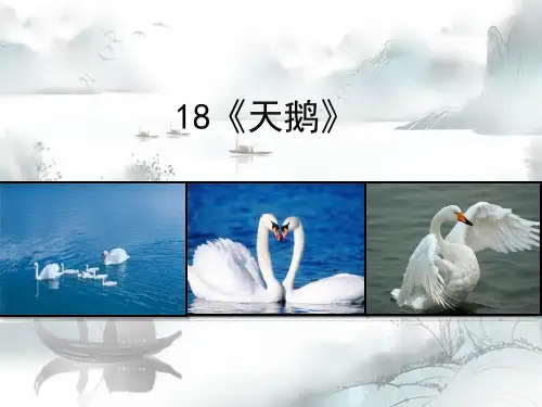 《天鹅》PPT演示课件