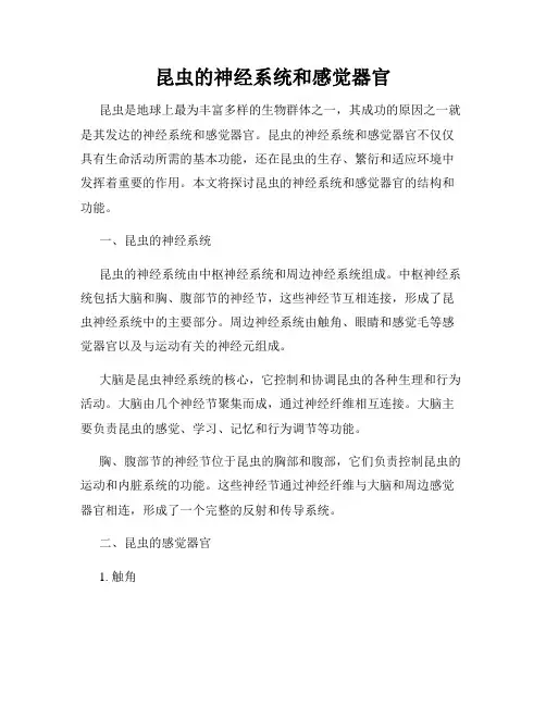 昆虫的神经系统和感觉器官