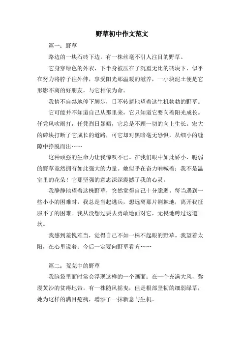 野草初中作文范文