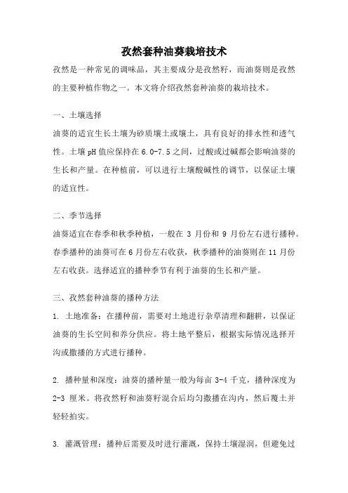 孜然套种油葵栽培技术