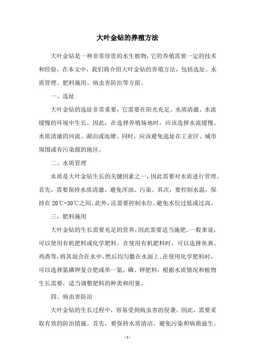 大叶金钻的养殖方法