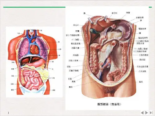 病毒性肝炎的预防和治疗PPT课件