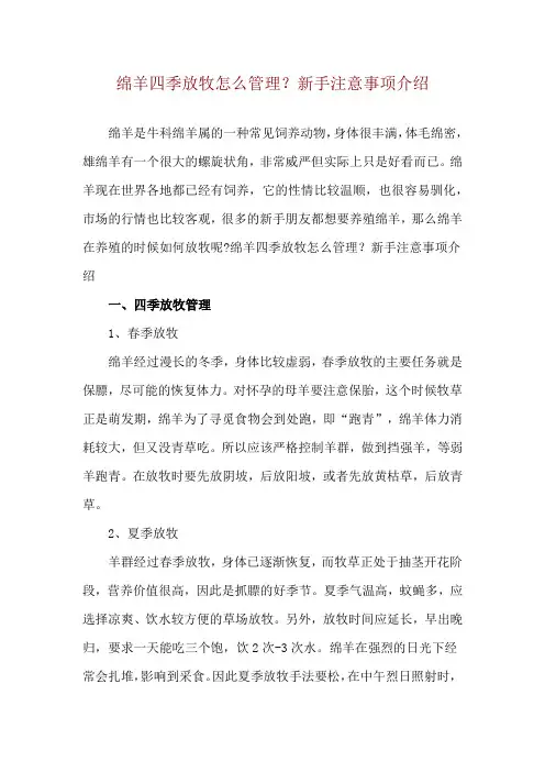 绵羊四季放牧怎么管理？新手注意事项介绍