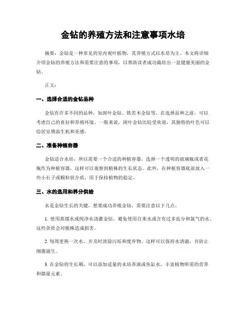 金钻的养殖方法和注意事项水培
