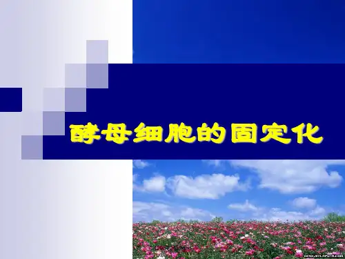 4-3酵母细胞的固定化