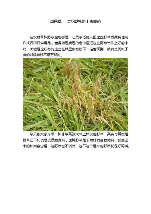 虎尾草---治疗脚气的上古良药